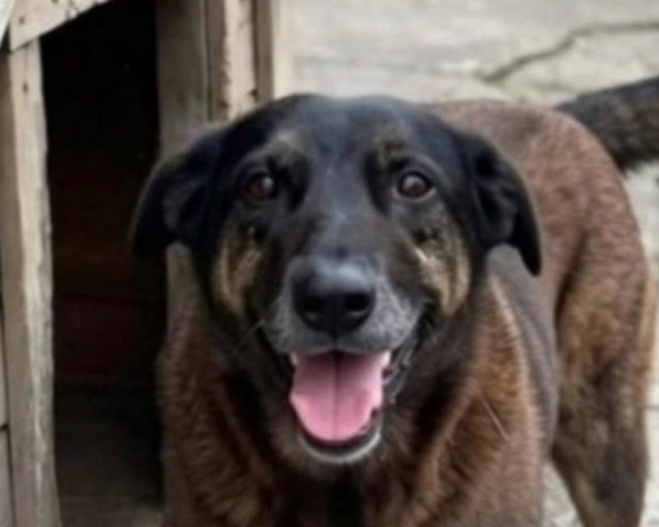 Orelha smiling