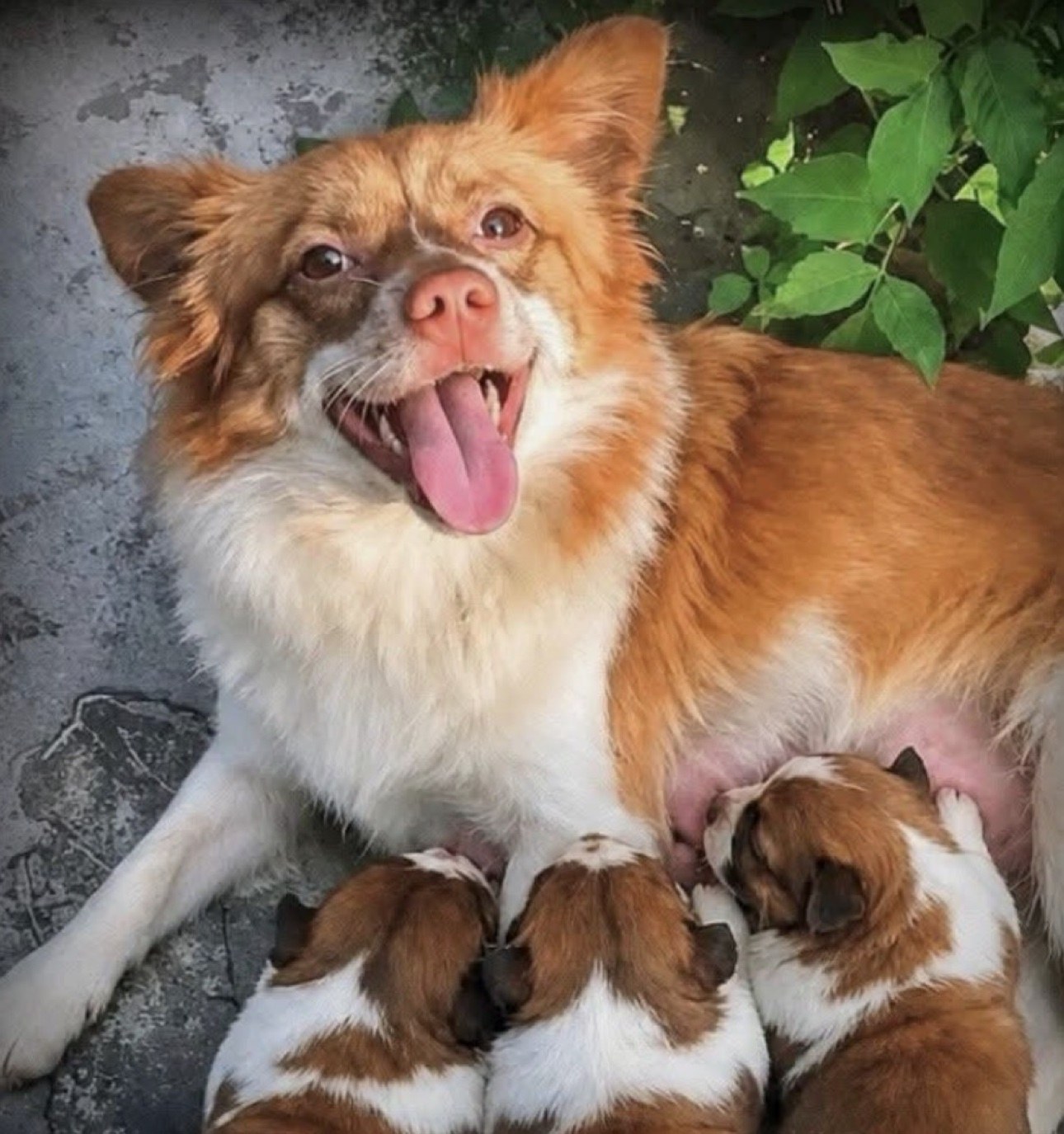 WangWang and pups
